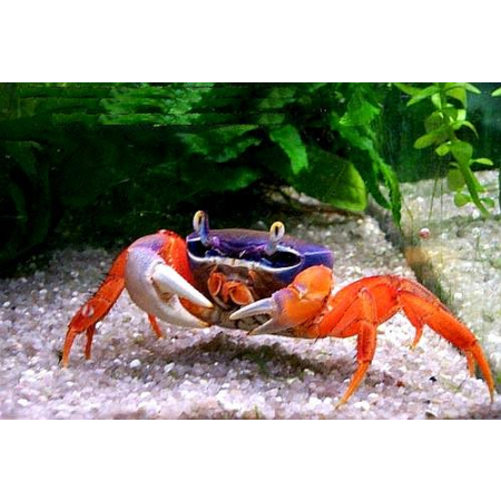 Krab tęczowy - Cardisoma armatum